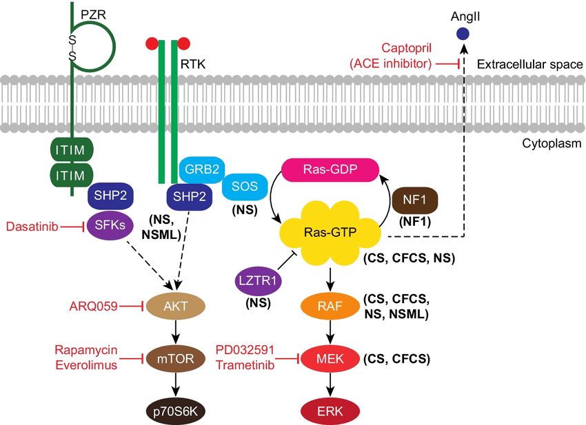 Esquema da via RAS/MAPK e síndromes associadas à rasopatia